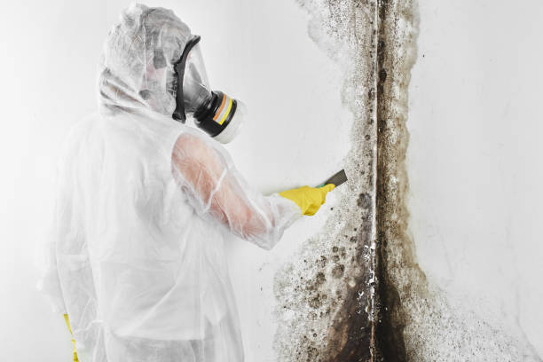 Best Crawl Space Mold Removal  in Roselle Park, NJ