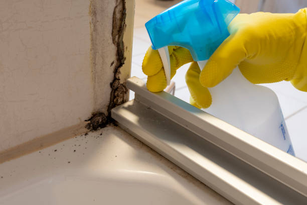 Best Best Mold Removal Companies  in Roselle Park, NJ