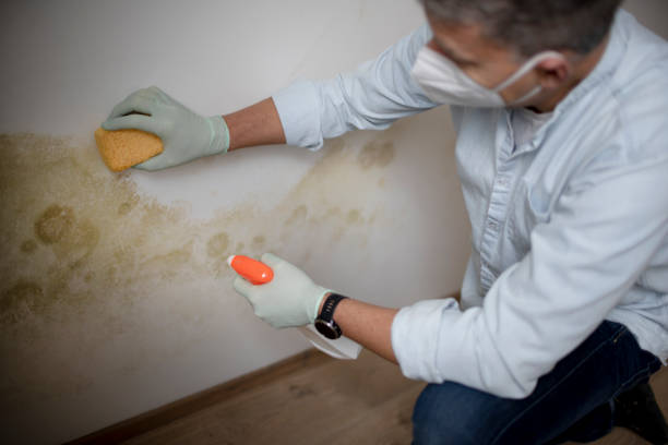 Professional Mold Removal in Roselle Park, NJ