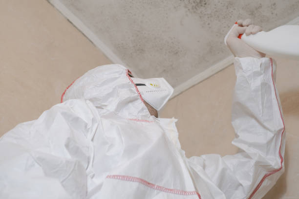 Best Mold Damage Repair  in Roselle Park, NJ