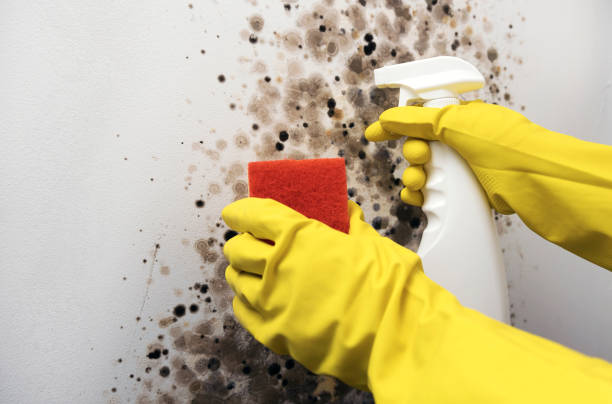 Best Local Mold Removal Service  in Roselle Park, NJ