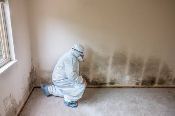 Attic Mold Removal