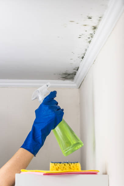 Best Attic Mold Removal  in Roselle Park, NJ